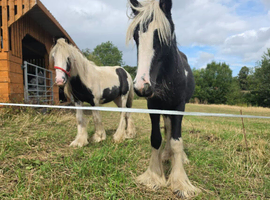Yearling filly