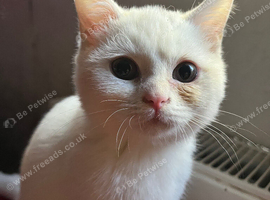 Last Gccf female British shorthair kitten