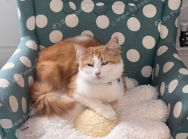 Incredibly Loving Maine Coon x Ragdoll Seeking a Quiet, Peaceful Home