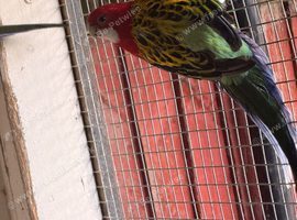 Eastern rosella