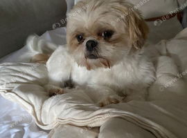 Doll faced imperial shih tzus