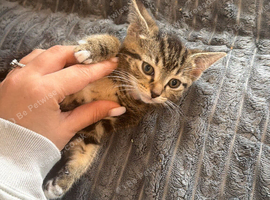 Little litten