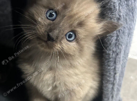 Beautiful cream & grey kitten