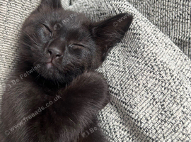 Black kitten
