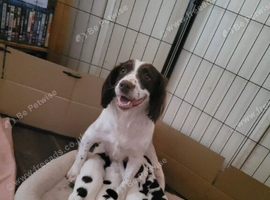 English springer spaniel