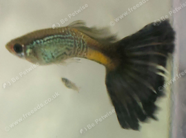 Healthy, Active Baby Guppies for Sale (Blue Lace Parents)