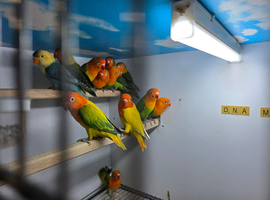 DNA MALE FEMALE LOVEBIRDS