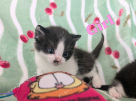 British Blue x kittens, wormed/flead/litter trained &pound;80