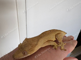 Female crestie