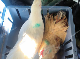 X 2 Pekin x bantam cocks