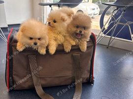 Mini Pomeranian puppy ,xs Pomeranian
