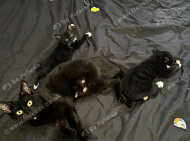 Tuxedo Kittens