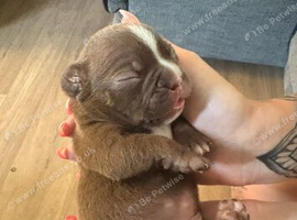 Fluffy Carrier French bulldogs