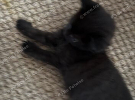 2 BOY KITTENS