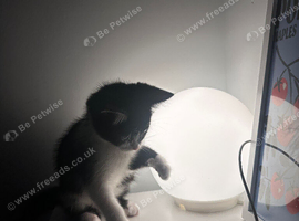 Gorgeous 10 Week Old Kitten Looking for Her Forever Home