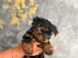 mini yorkshire terrier