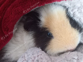 2 guinea pigs for sales