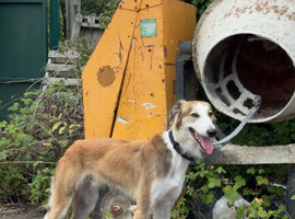 Saluki x Collie x Greyhound &ndash; 22 Months Old &ndash; &pound;500