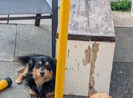 Black n tan Chihuahua long coat