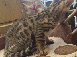 beautiful full breed bengal kit