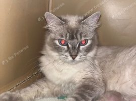 Beautiful mink & traditional ragdoll kittens