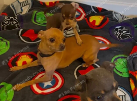 Russian toy terrier