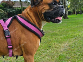 Cara - Beautiful Pedigree Boxer Girl Seeking a Loving Home