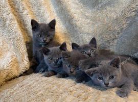 British short hair beauties ready soon
