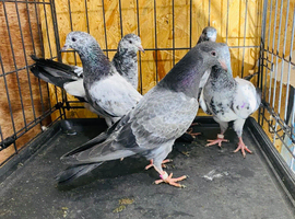 Pigeons
