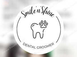 Ultrasonic Dog Teeth cleaning service available