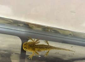Axolotl