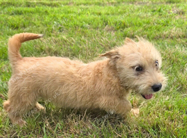 Two Glen of amaal Terriers pups