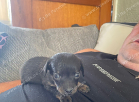 Adorable puppies