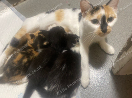 Kittens looking for there forever homes