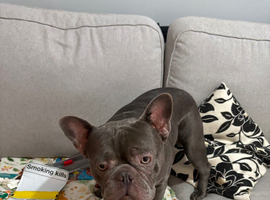 Blue frenchi boy 2year old