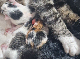 2x male kittens
