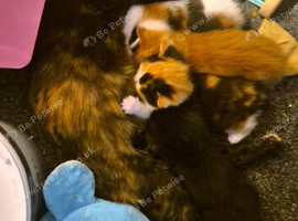 Mixed breed kittens