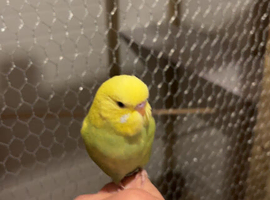 Baby budgies for sale