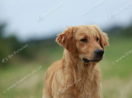 Golden retriever puppy's