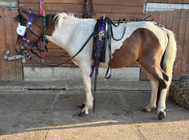 Little trotting pony for sale colt