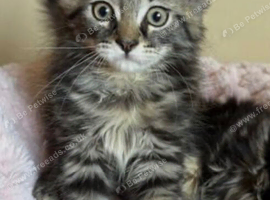 Maine coon x kittens