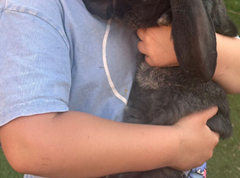 French lops