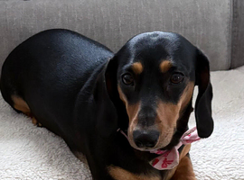 Female dachshund