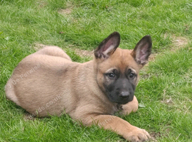 German Shepherd x Belgium Malinois