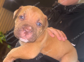 Mastiff pups