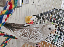 Cockatiel chicks hand tame