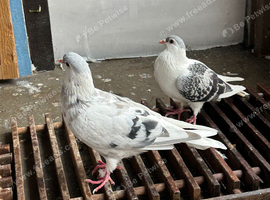AFGHAN PIGEONS
