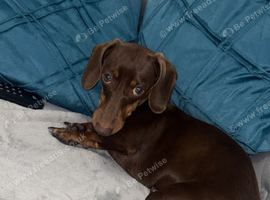 Female Daschund needs new home