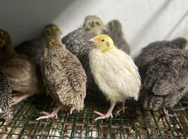 Japanese quails