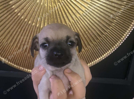 Beautiful grey Chihuahua puppies